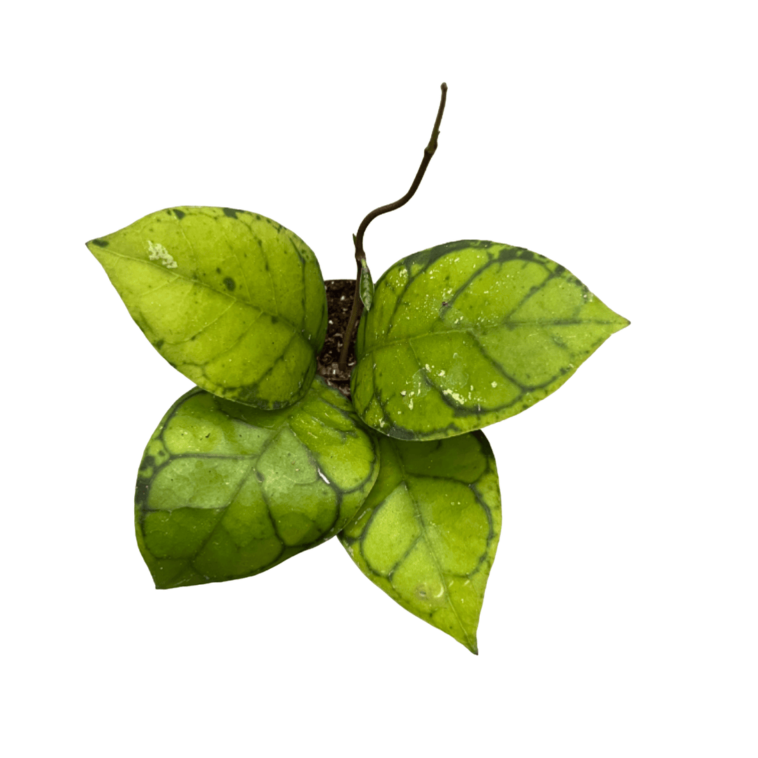 Hoya callistophylla 'Black Cat'