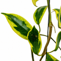 Hoya diversifolia 'Albomarginata'