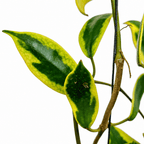 Hoya diversifolia 'Albomarginata'