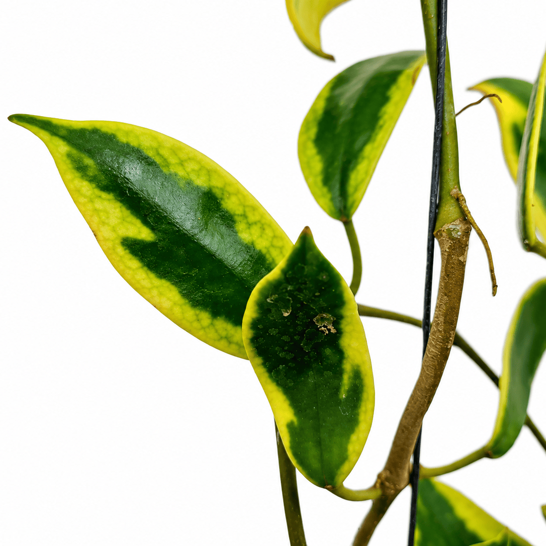 Hoya diversifolia 'Albomarginata'