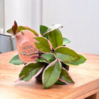 Hoya carnosa 'Flamingo Dream'