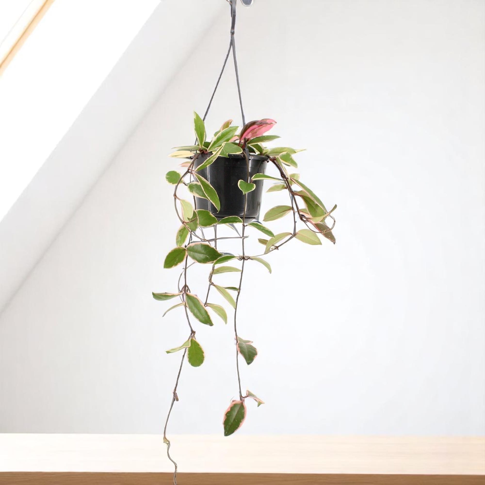 Hoya carnosa 'Flamingo Dream'