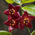 Hoya Guppyi 