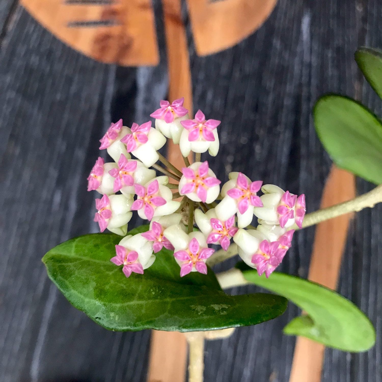 Hoya 'Incensis' (Hoya cv. patcharawalai 023) - flori parfumate, exemplare dezvoltate