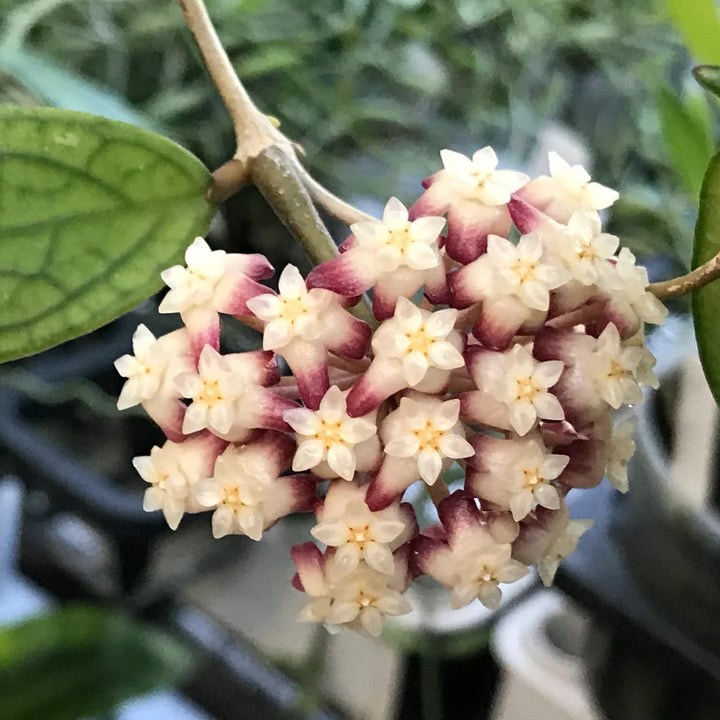 Hoya 'Jennifer' (H. incrassata x H. finlaysonii)