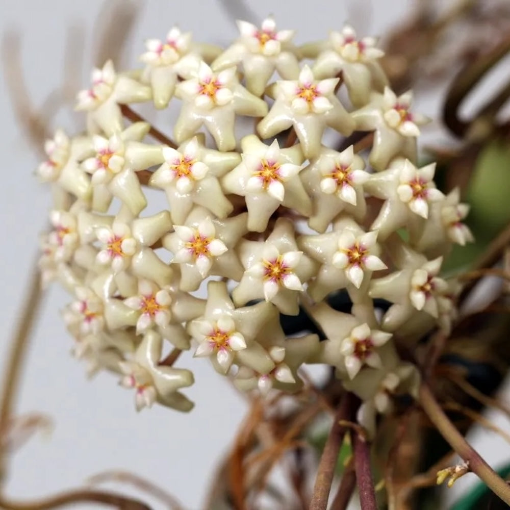 Hoya sp. Loei (SR 2007-13)