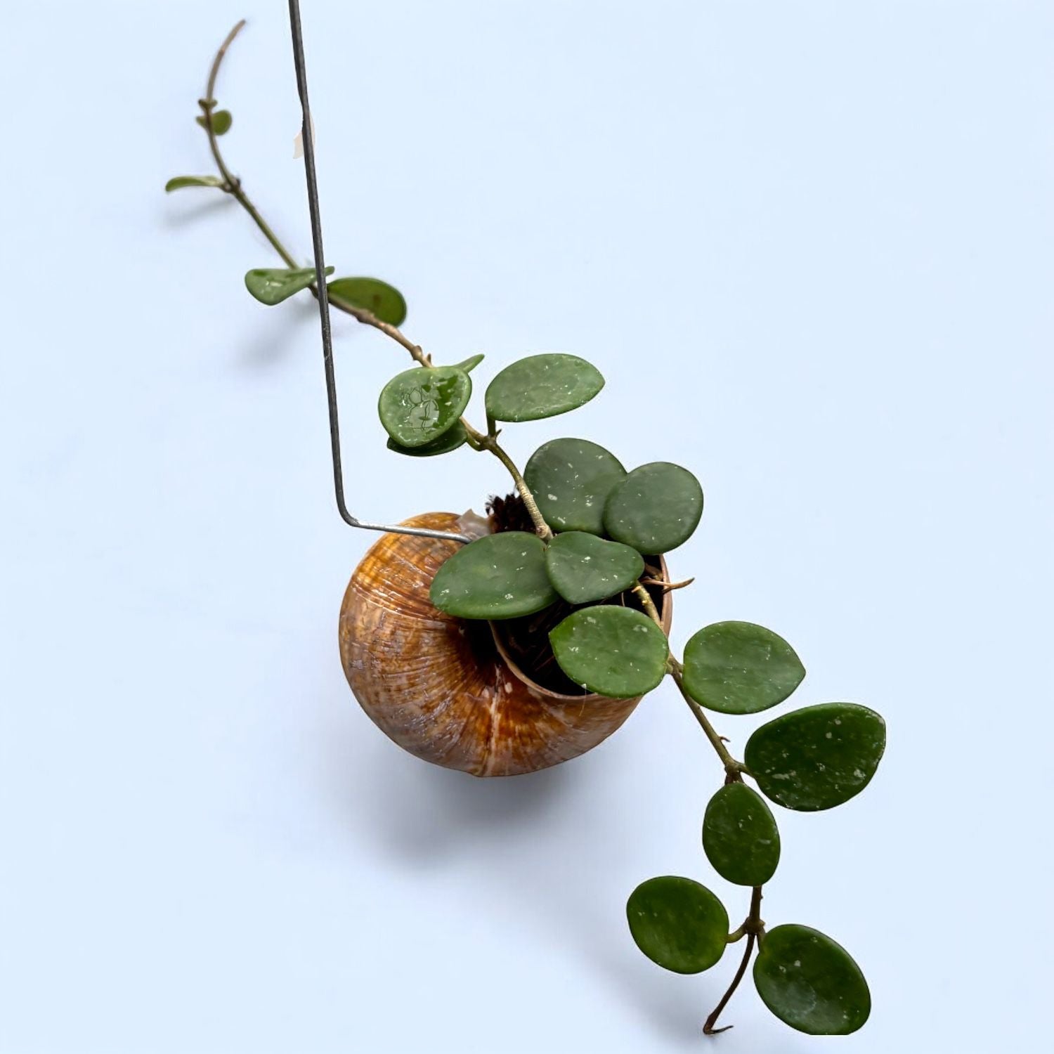 Hoya Mathilde - montata in cochilie ‘Snaily’