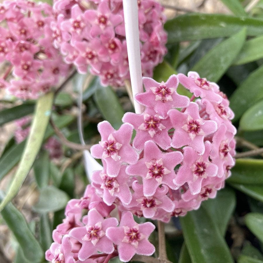 Hoya 'Minibelle' (shepherdii x carnosa)