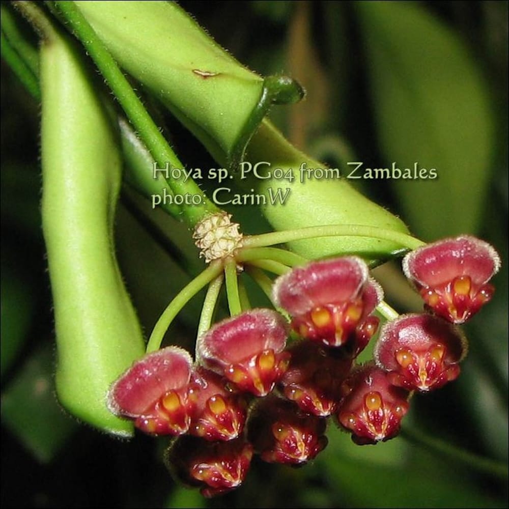 Hoya sp. Zambales