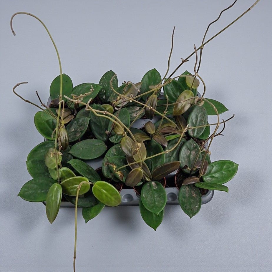 Hoya vangviengiensis D6