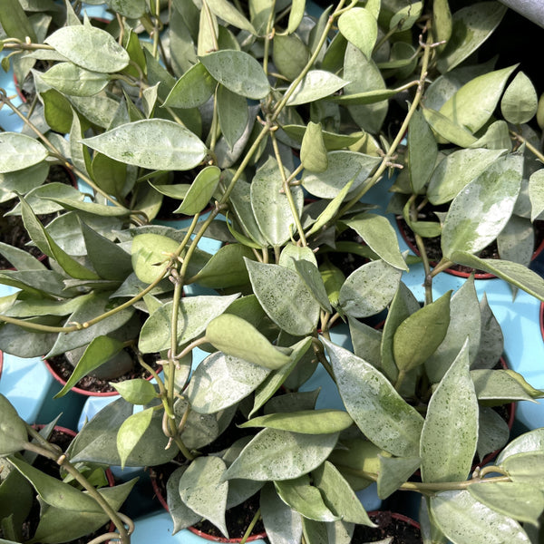 Hoya lacunosa 'Mint' D6 (Long Leaves)
