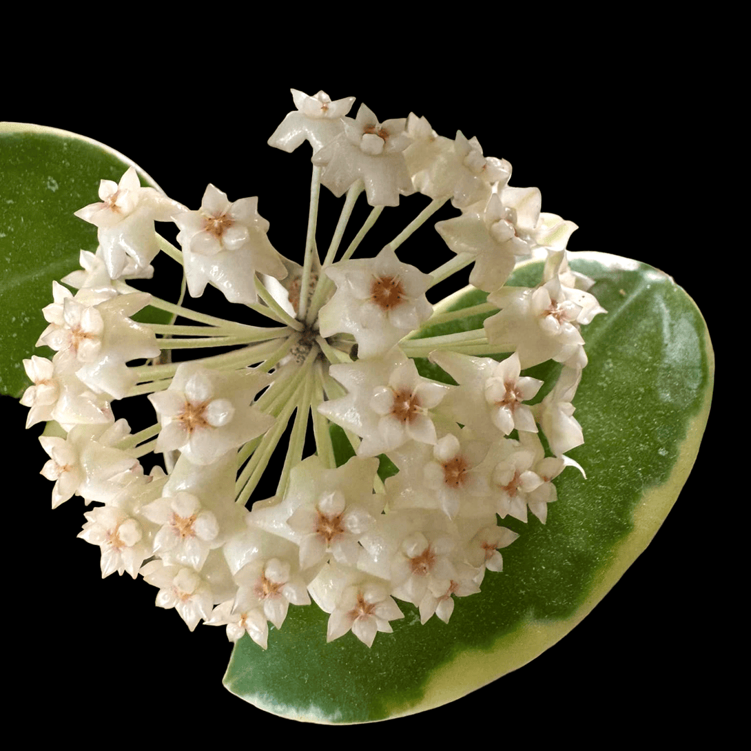 Hoya acuta 'Albomarginata'