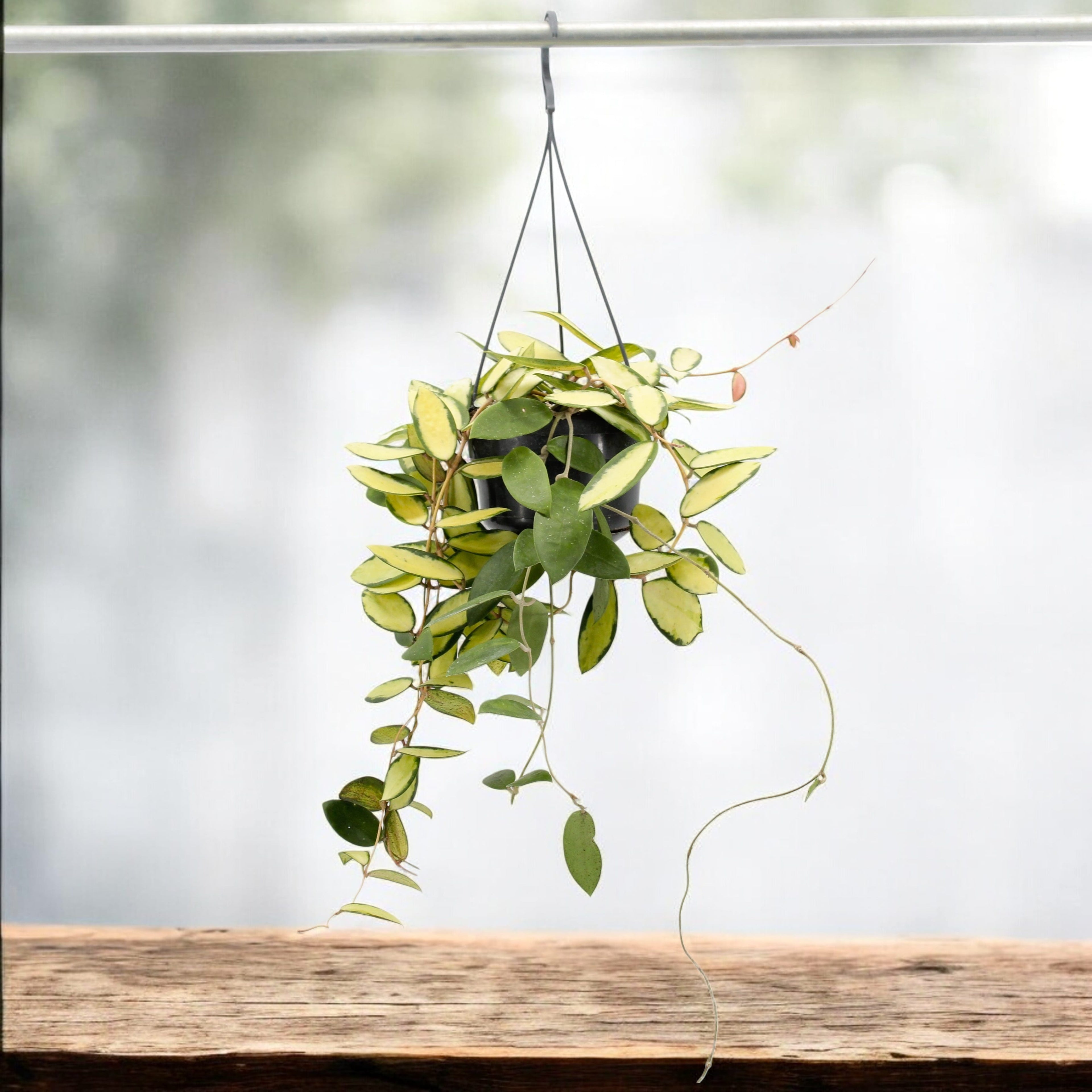 Hoya acuta 'Variegata'