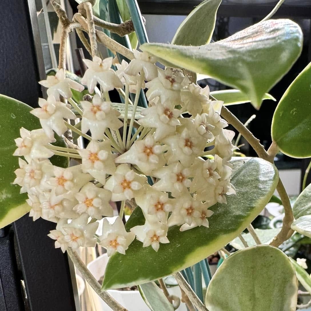 Hoya acuta 'Albomarginata' - flori parfumate