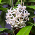 Hoya albiflora