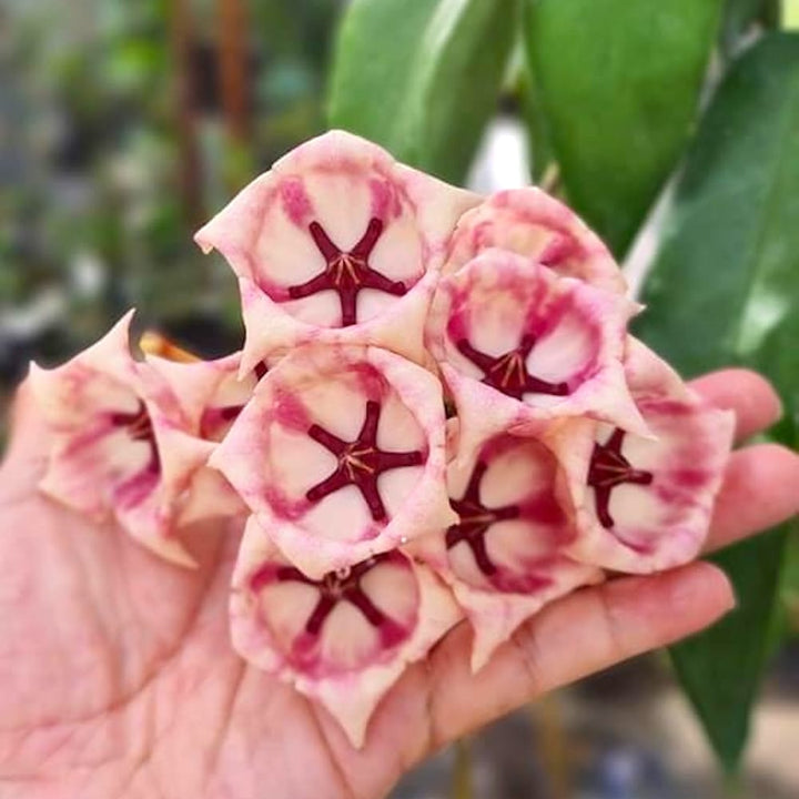 Hoya archboldiana