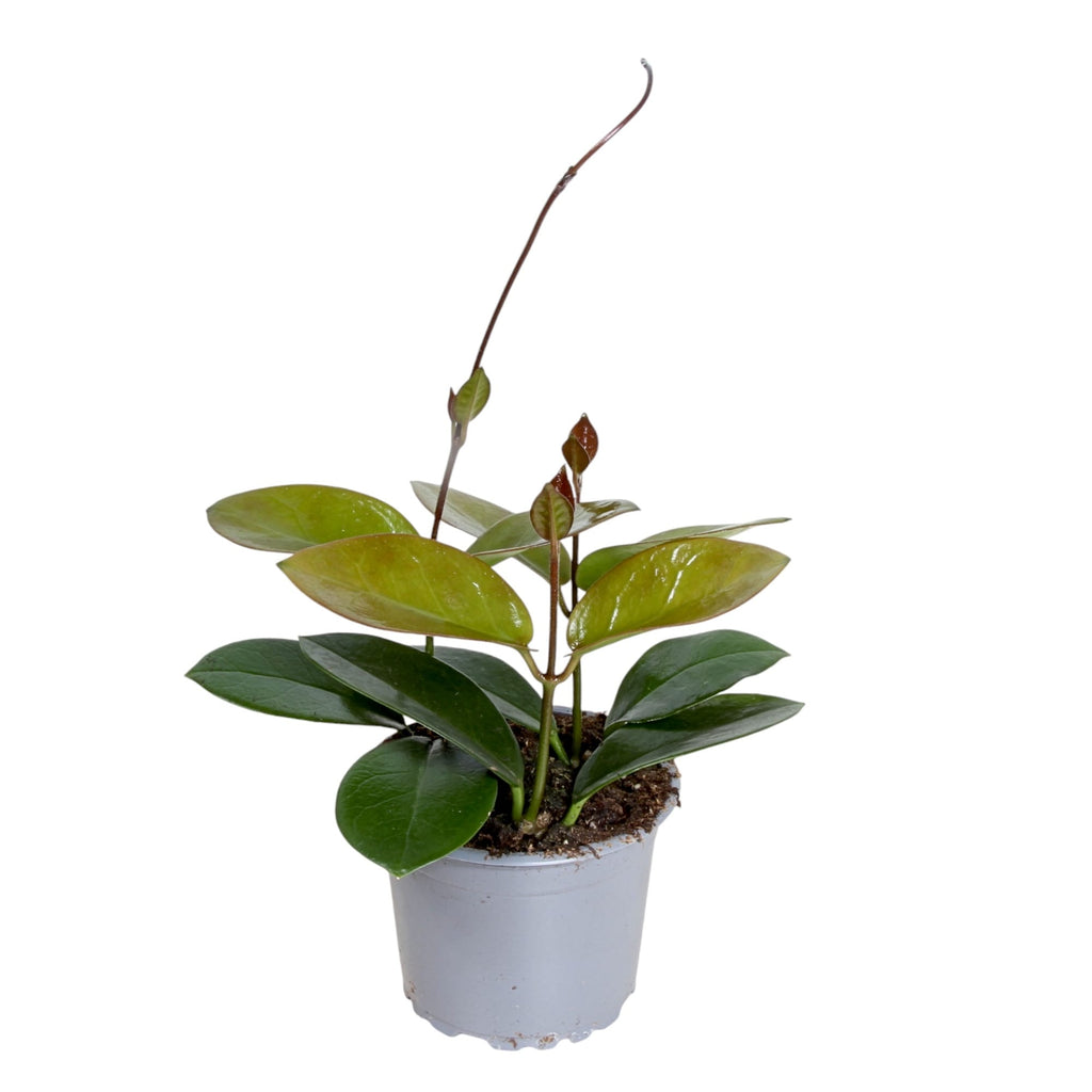 Hoya australis ssp. tenuipes D9