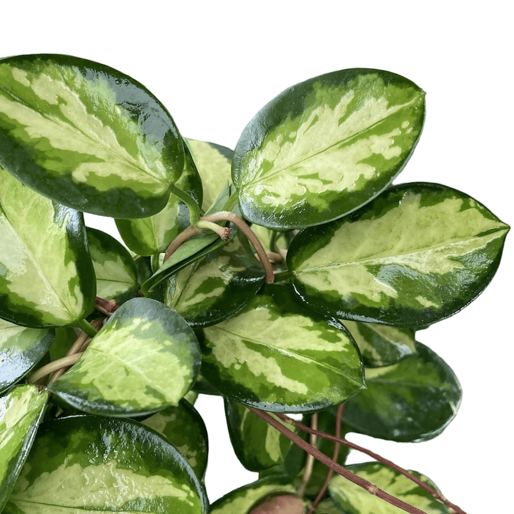 Hoya australis 'Lisa'