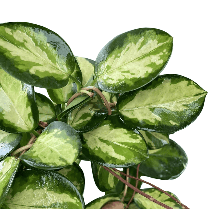 Hoya australis 'Lisa'