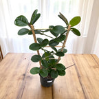 Hoya australis ssp. tenuipes - exemplare dezvoltate