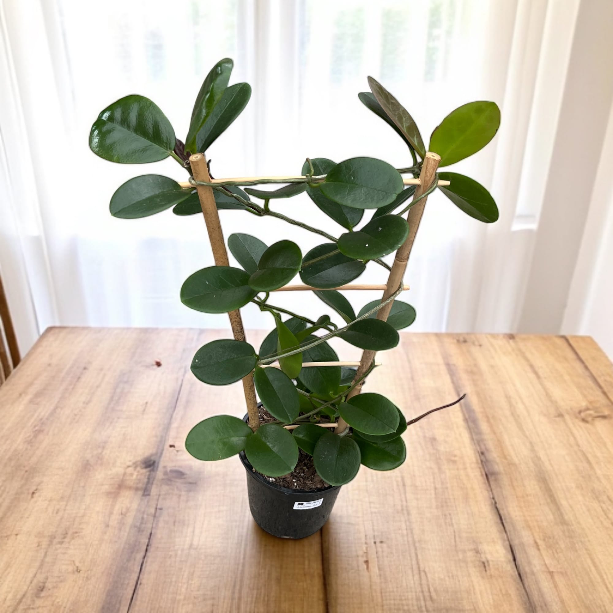 Hoya australis ssp. tenuipes - exemplare dezvoltate