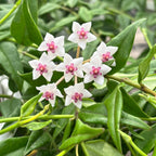 Hoya bella