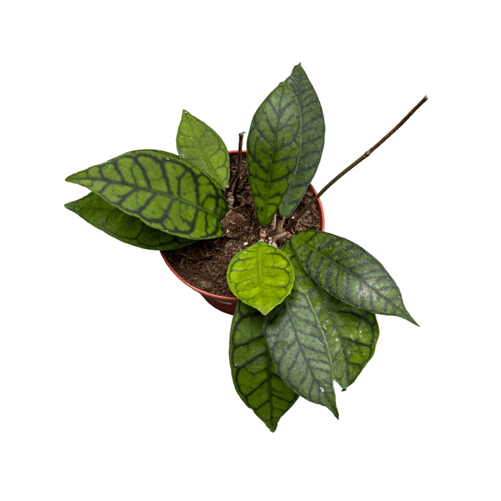 Hoya callistophylla