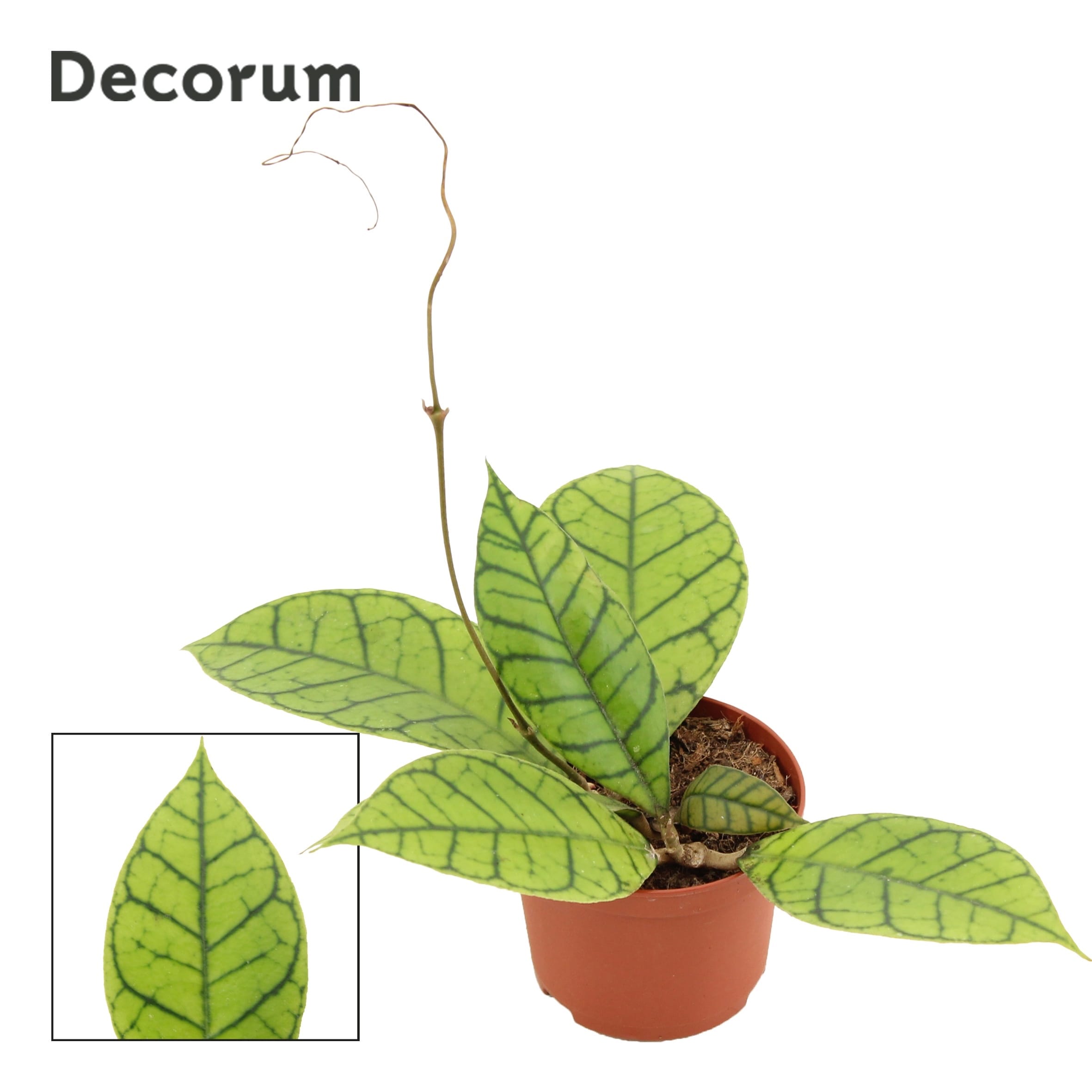 Hoya callistophylla D9 – Secret Garden Plant Shop