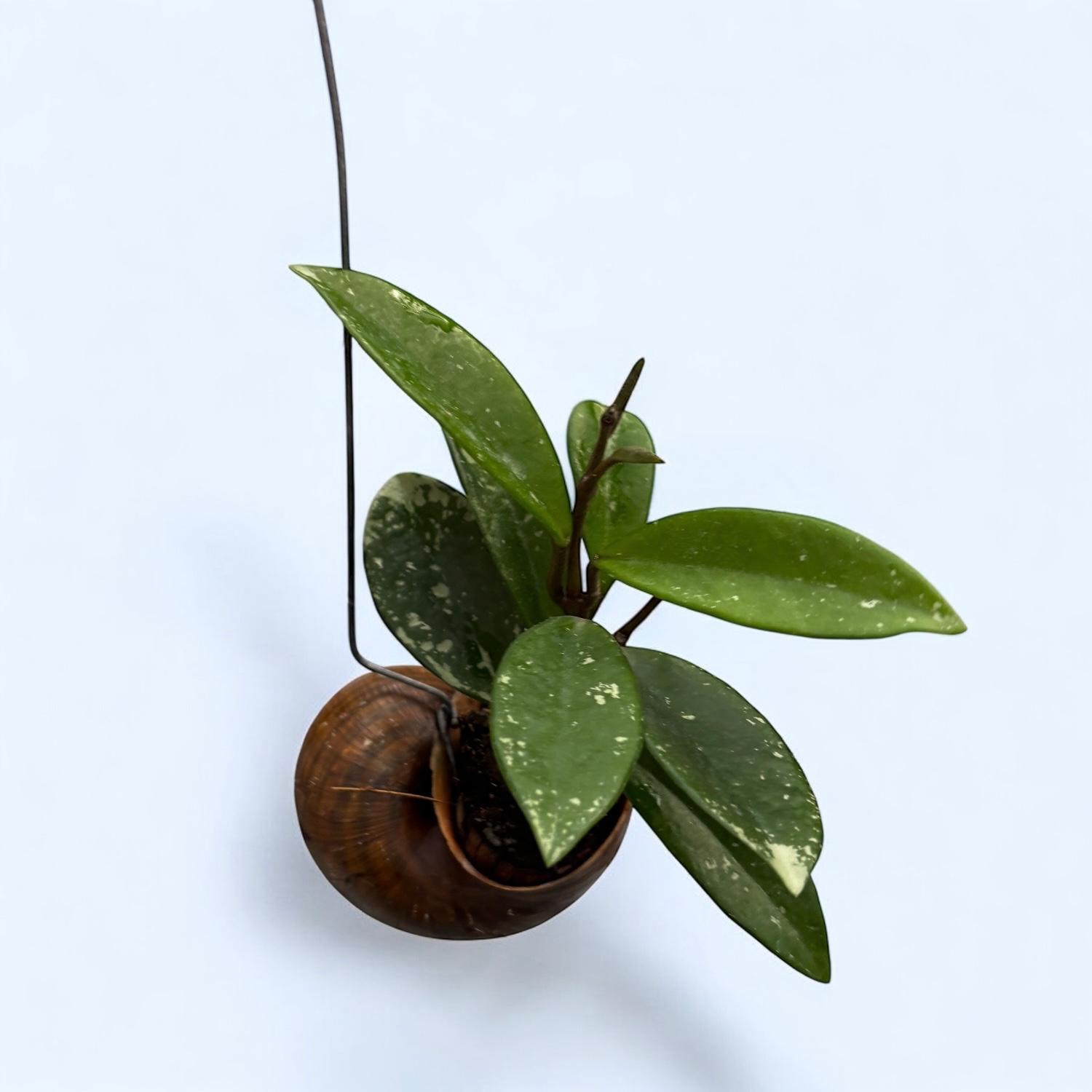 Hoya carnosa - montata in cochilie ‘Snaily’