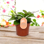 Hoya carnosa ‘Freckles’ (Silver Splash) - full pots