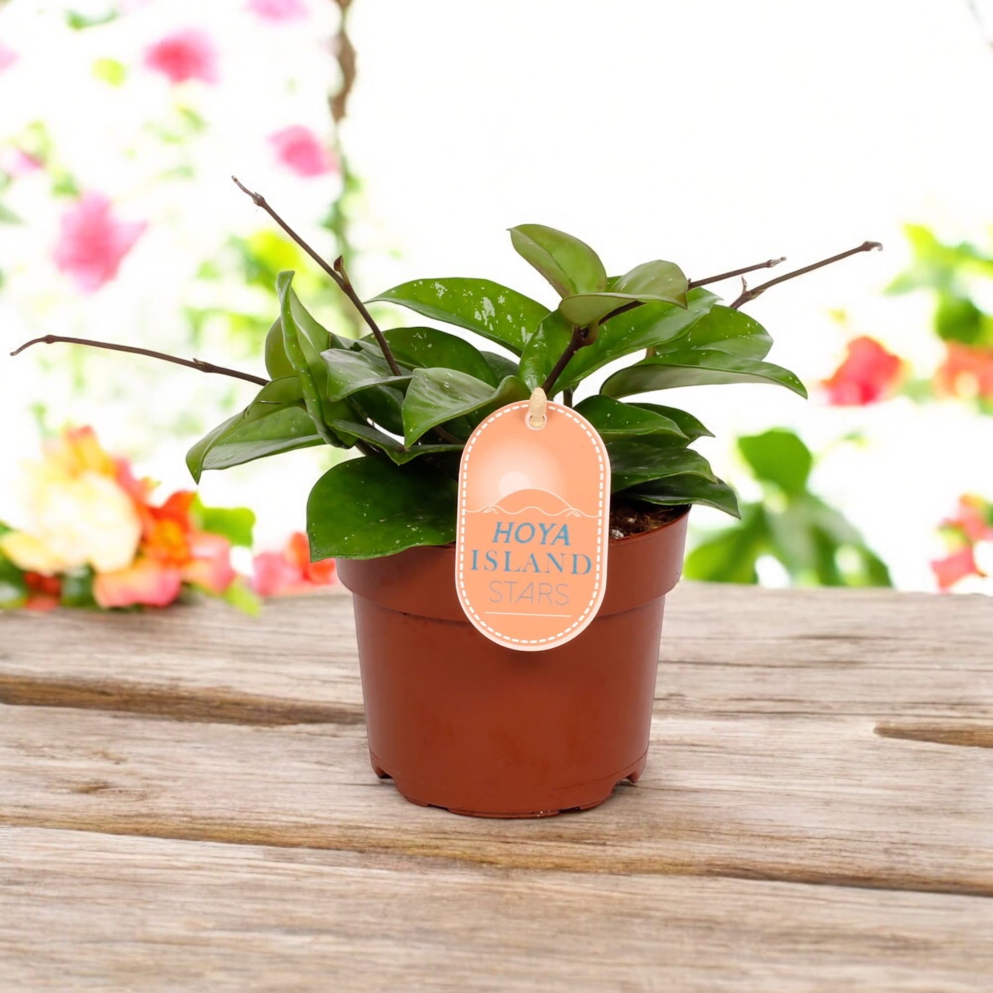 Hoya carnosa ‘Freckles’ (Silver Splash) - full pots