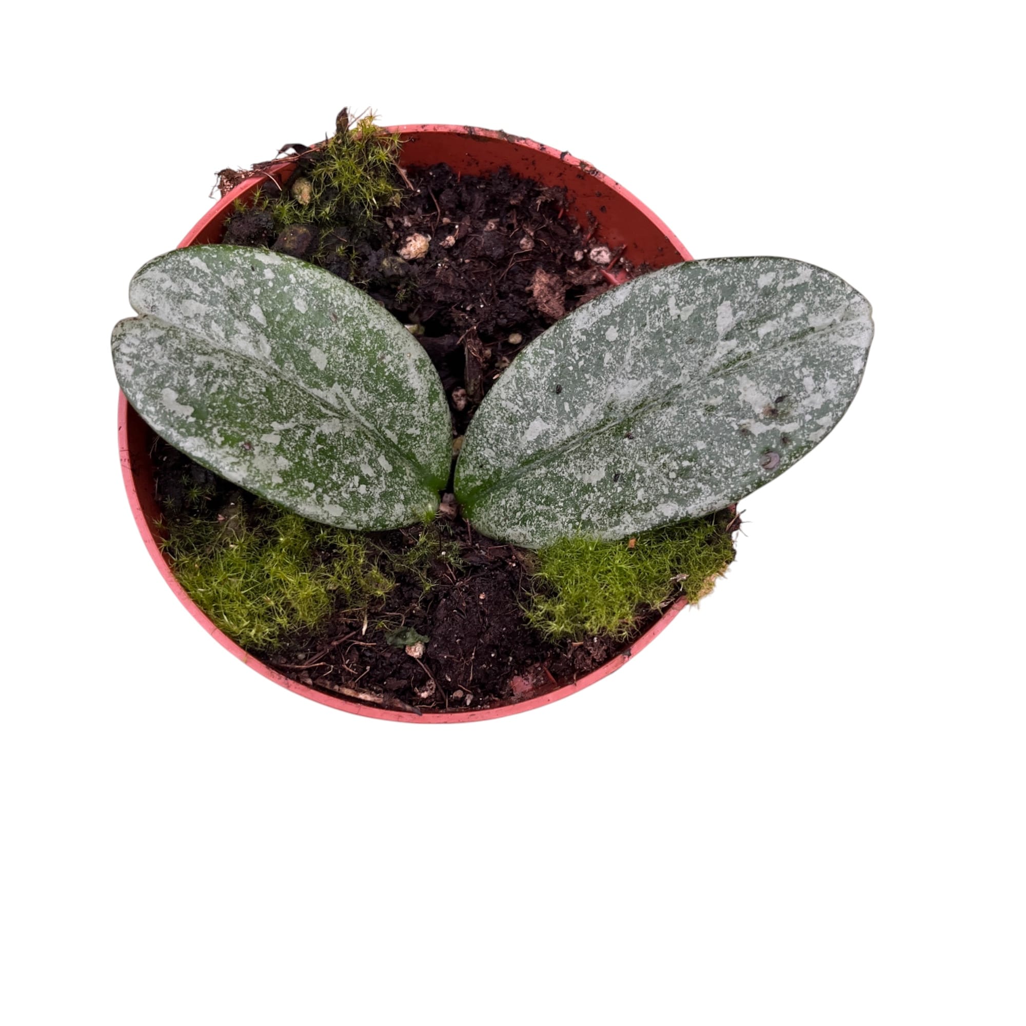 Hoya carnosa 'Nova Ghost'