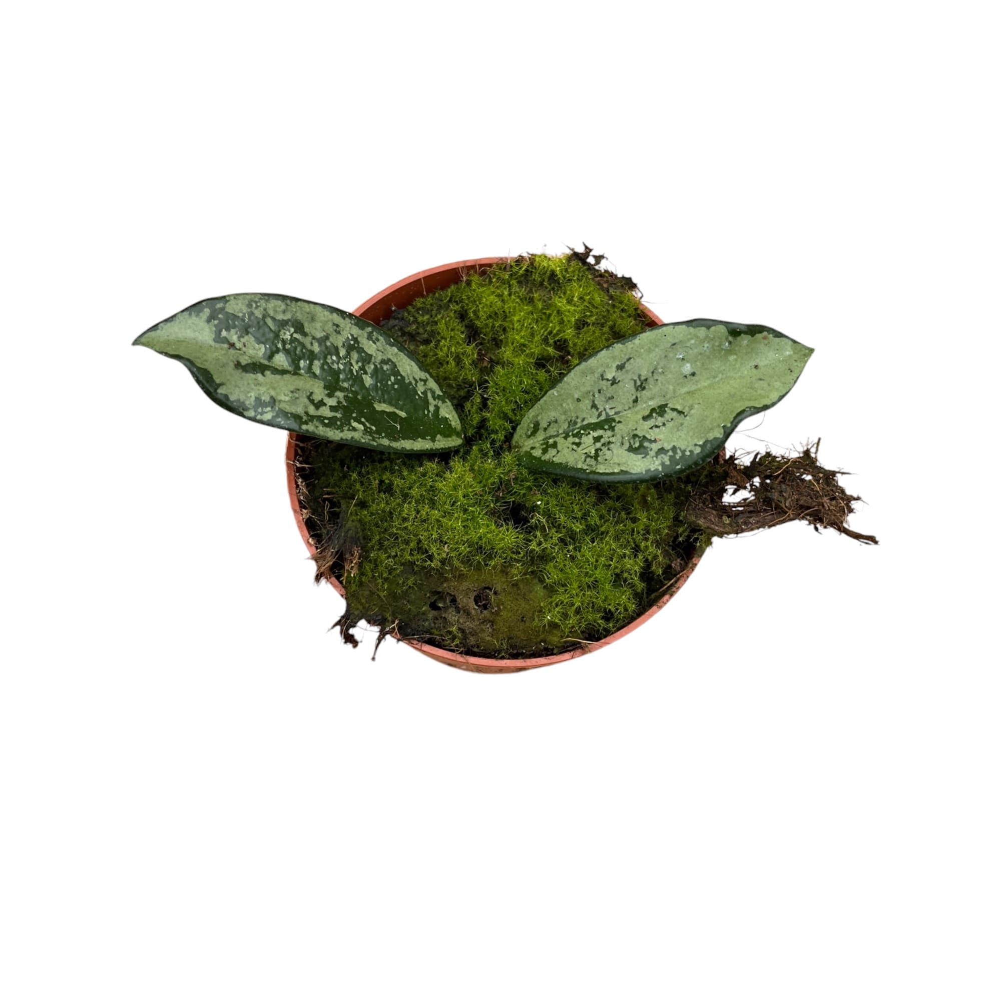 Hoya carnosa 'Silver Moon' (AH-074)