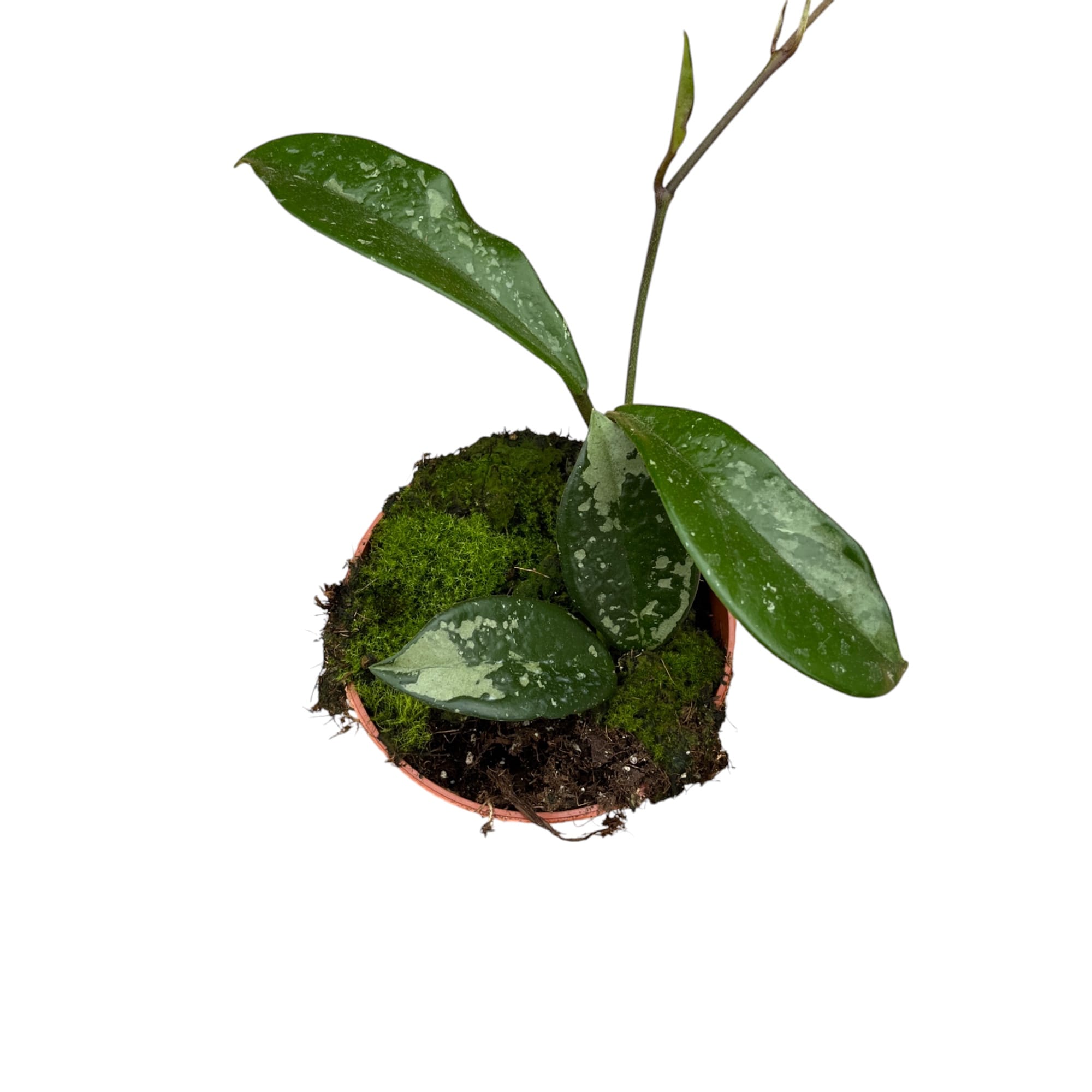 Hoya carnosa 'Silver Moon' (AH-074)