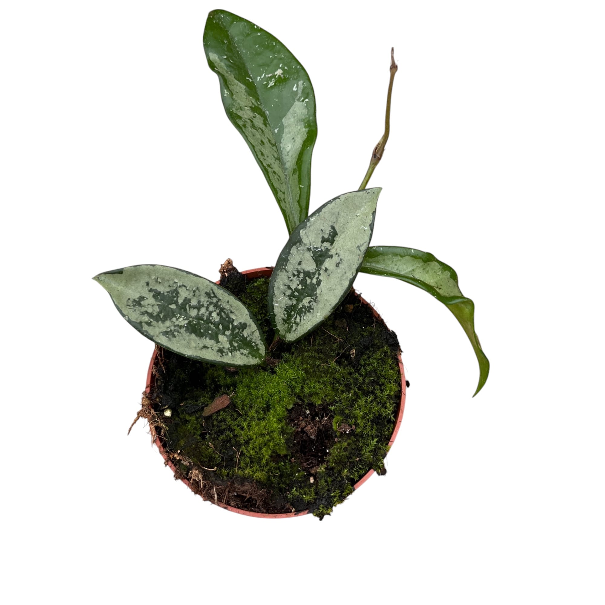 Hoya carnosa 'Silver Moon' (AH-074)