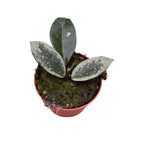 Hoya carnosa 'Silver Moon' (AH-074)