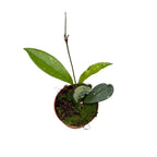 Hoya carnosa 'Silver Moon' (AH-074)