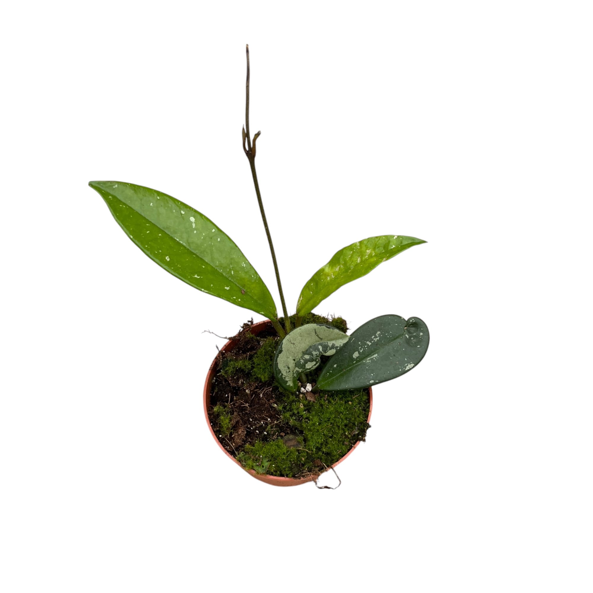 Hoya carnosa 'Silver Moon' (AH-074)