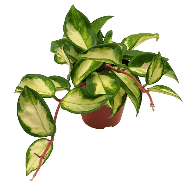 Hoya carnosa 'Tricolor' (Krimson Princess)