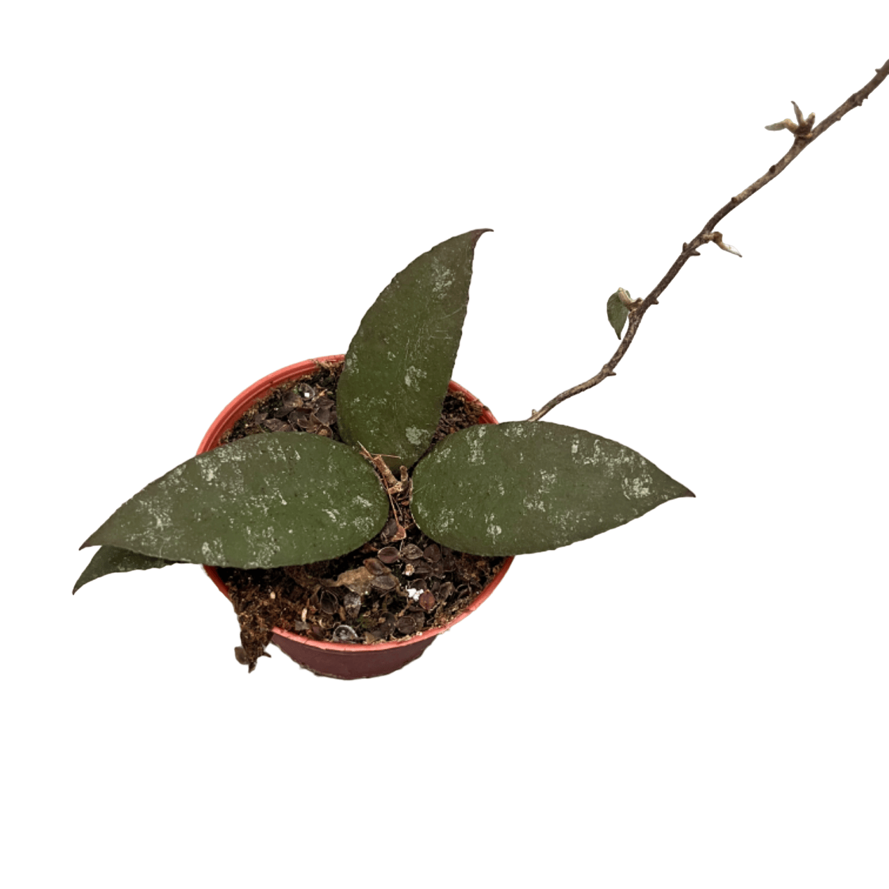 Hoya caudata (Sumatra)