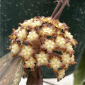 Hoya clemensiorum sp. Sumatra