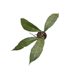 Hoya clemensiorum (short leaf)