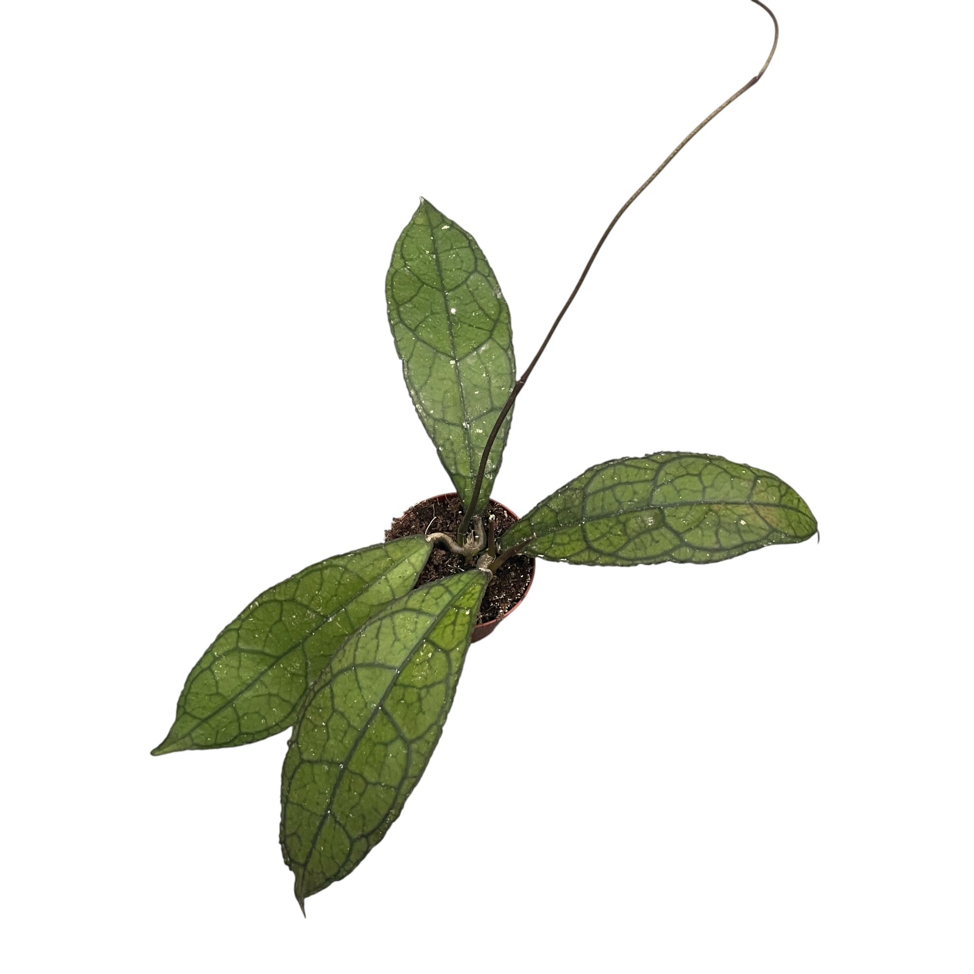 Hoya clemensiorum (short leaf)