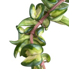 Hoya compacta 'Mauna Loa' (variegata)