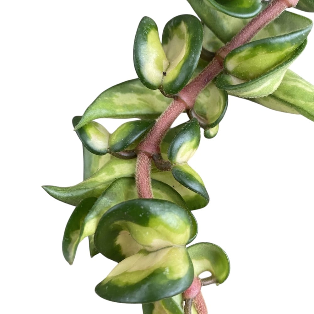 Hoya compacta 'Mauna Loa' (variegata)
