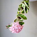 Hoya compacta 'Regalis' (albomarginata) - flowering