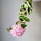 Hoya compacta 'Regalis' (albomarginata) - flowering