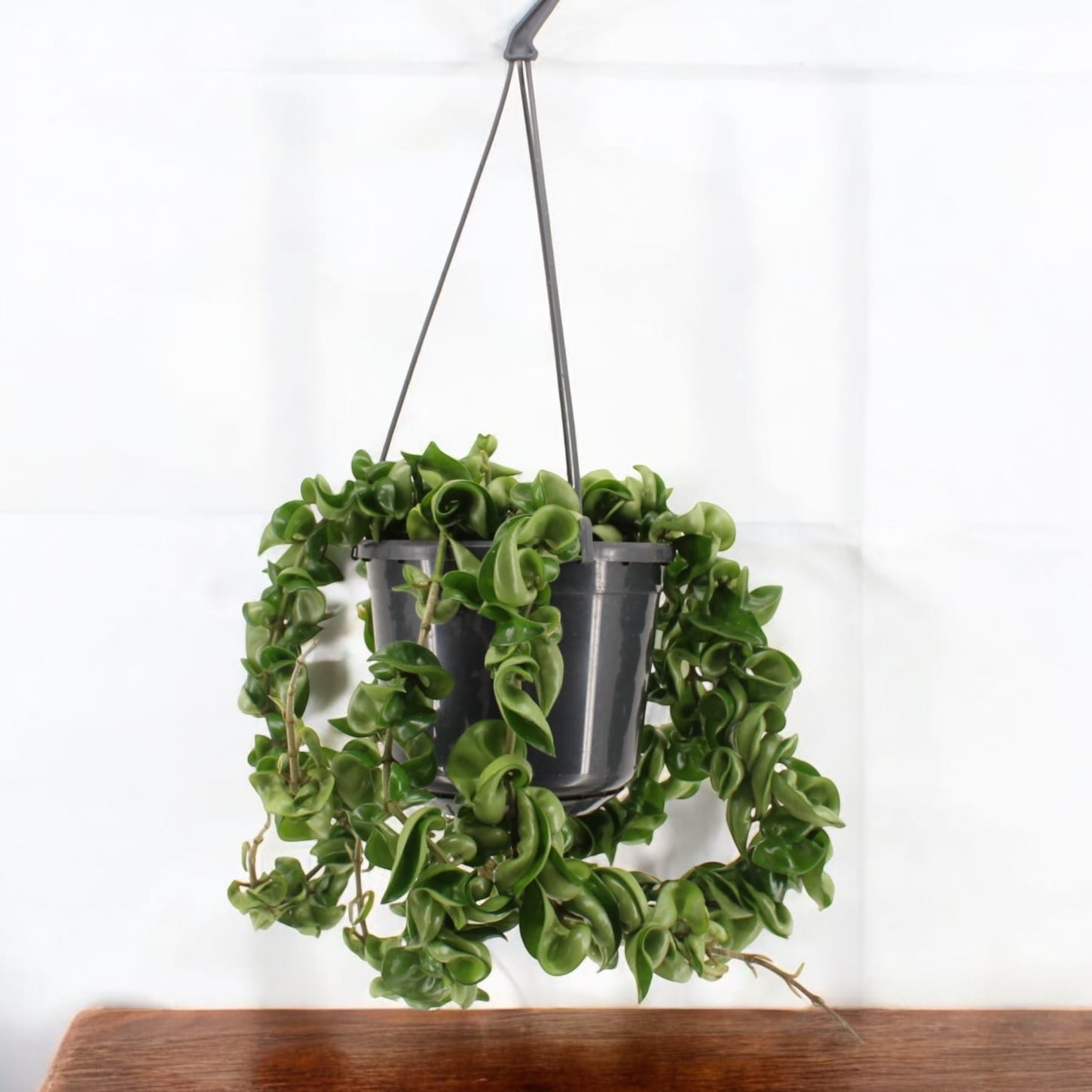 Hoya compacta (Hindu Rope)