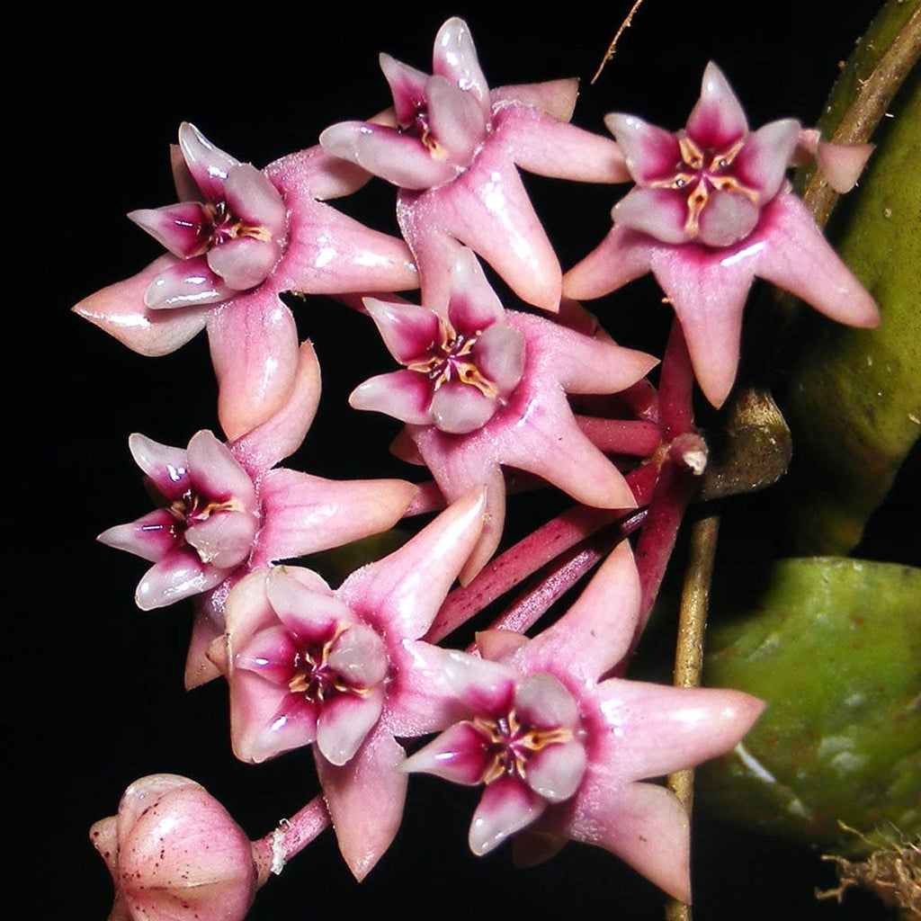 Hoya darwinii
