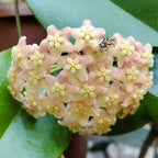Hoya dimorpha